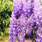 紫藤萝（大学校园的花儿）