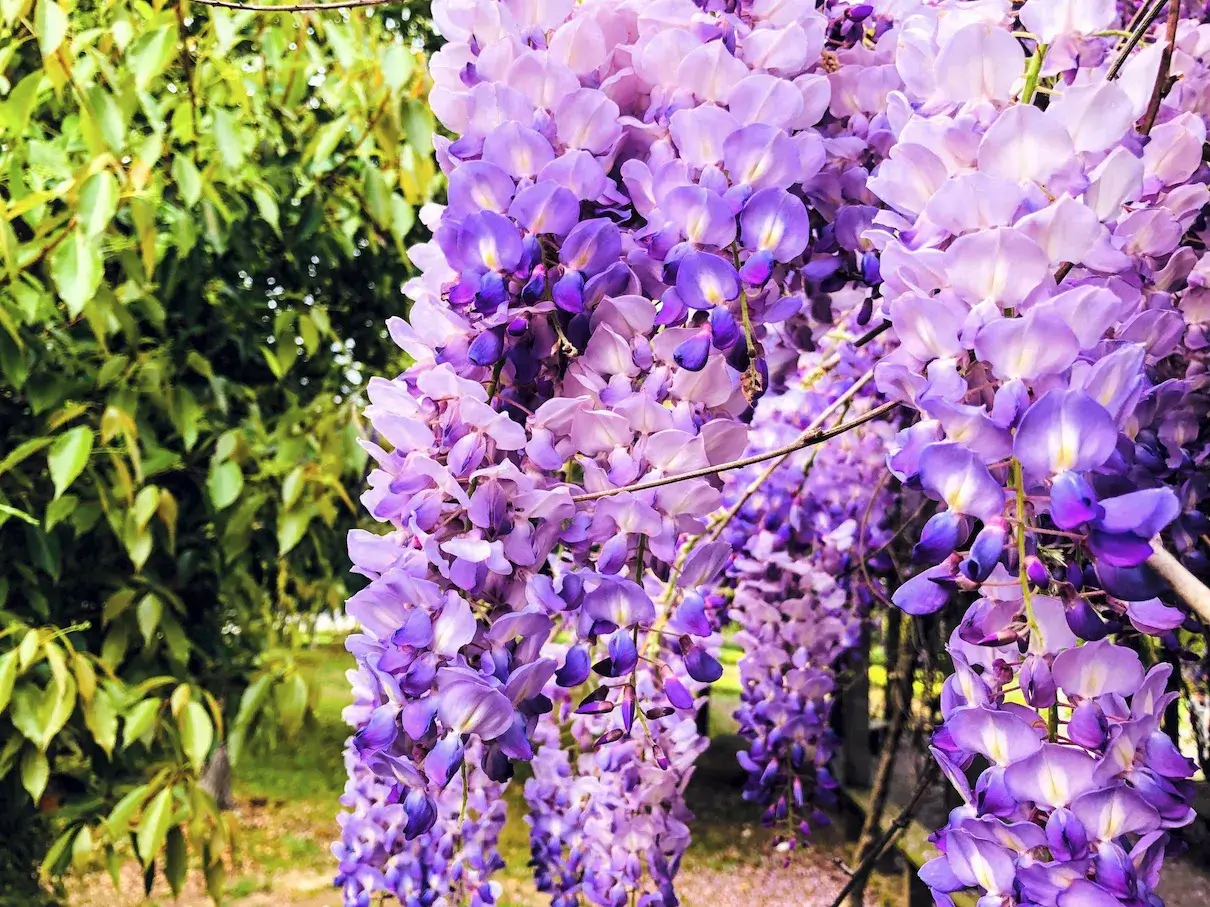 紫藤萝（大学校园的花儿）